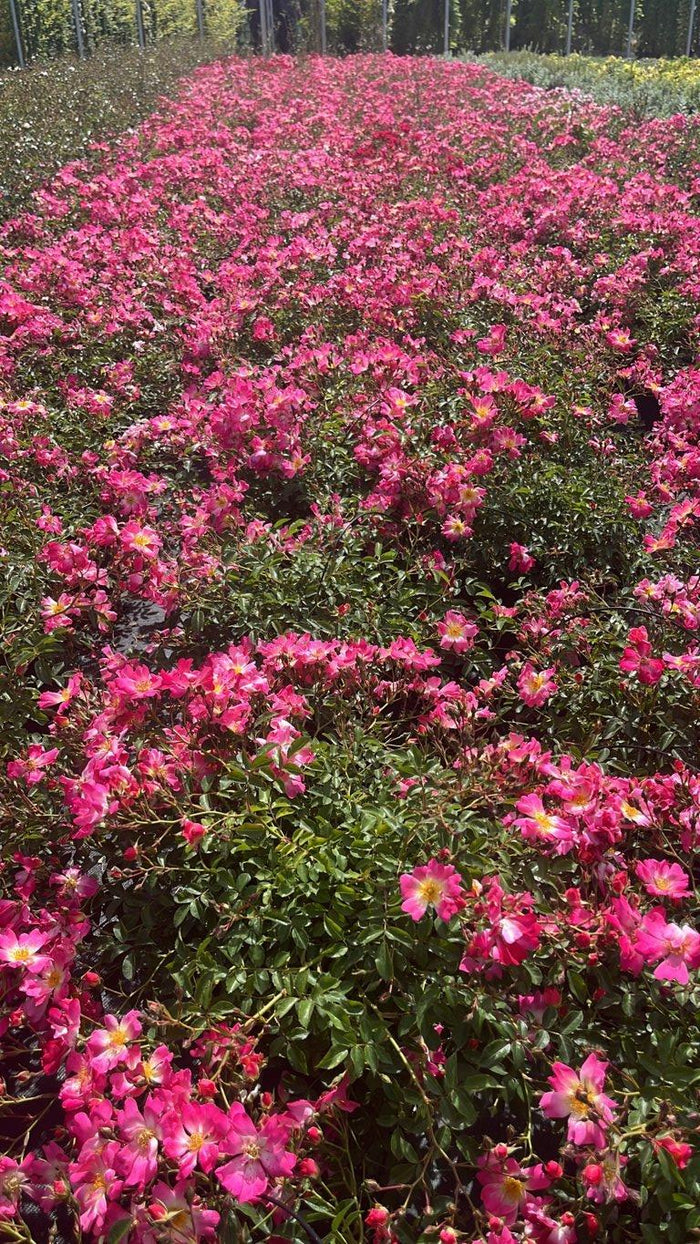 ROSA PINK DRIFT Rosa