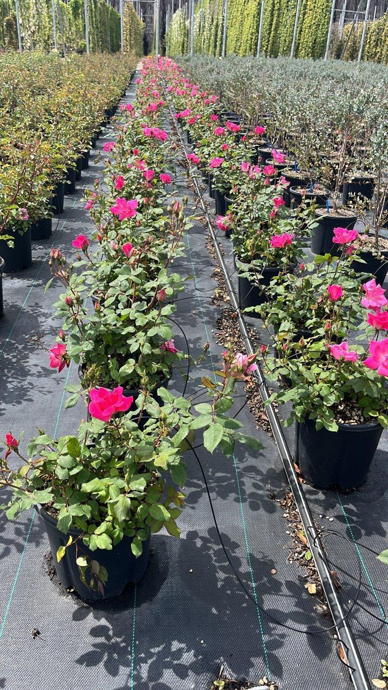 ROSA PINK  KNOCK OUT Rosa