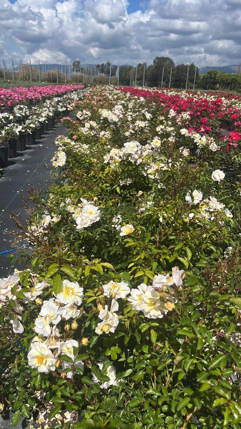 ROSA POPCORN DRIFT Rosa