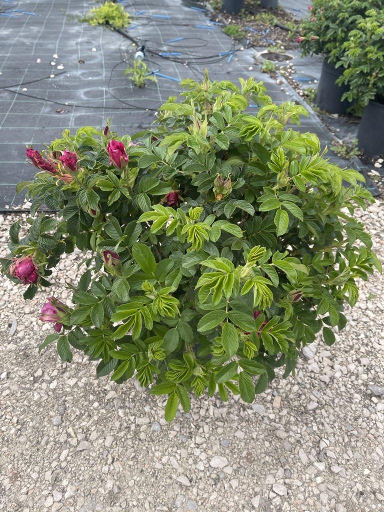 ROSA RUGOSA Rosa rugosa