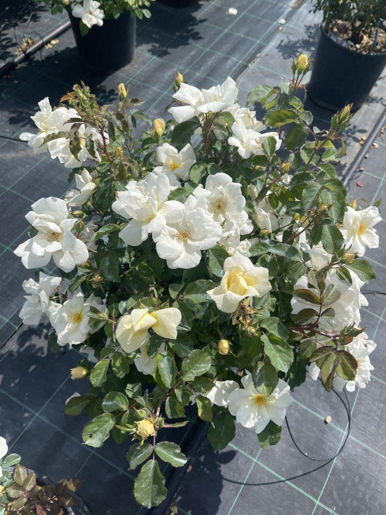 ROSA WHITE KNOCK OUT Rosa