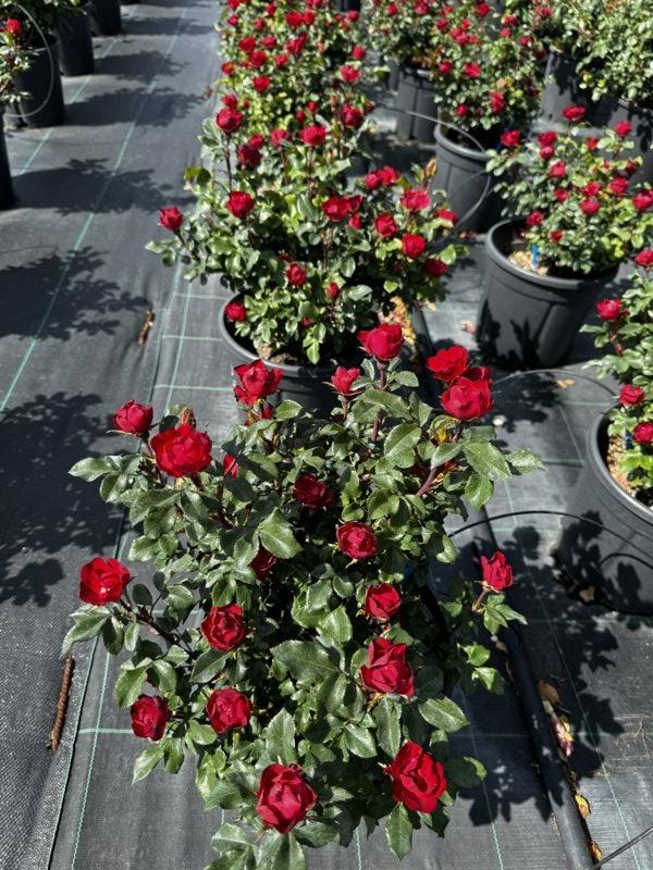 ROSA ZEPETI Rosa