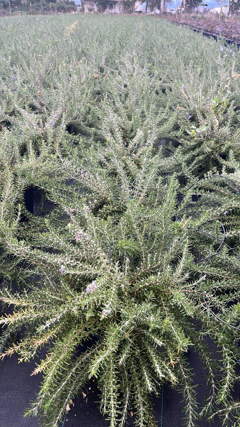 ROSMARINUS OFFICINALIS PROSTRATUS Rosmarino