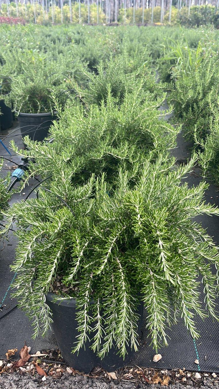 ROSMARINUS OFFICINALIS PROSTRATUS Rosmarino