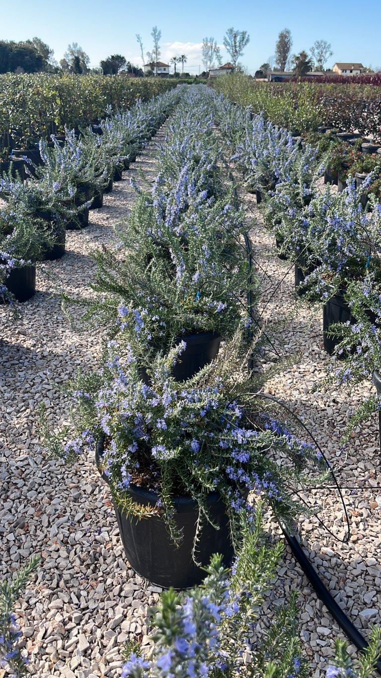 ROSMARINUS OFFICINALIS PROSTRATUS Rosmarino