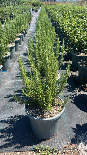 ROSMARINUS OFFICINALIS Rosmarino