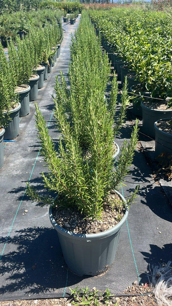 ROSMARINUS OFFICINALIS Rosmarino