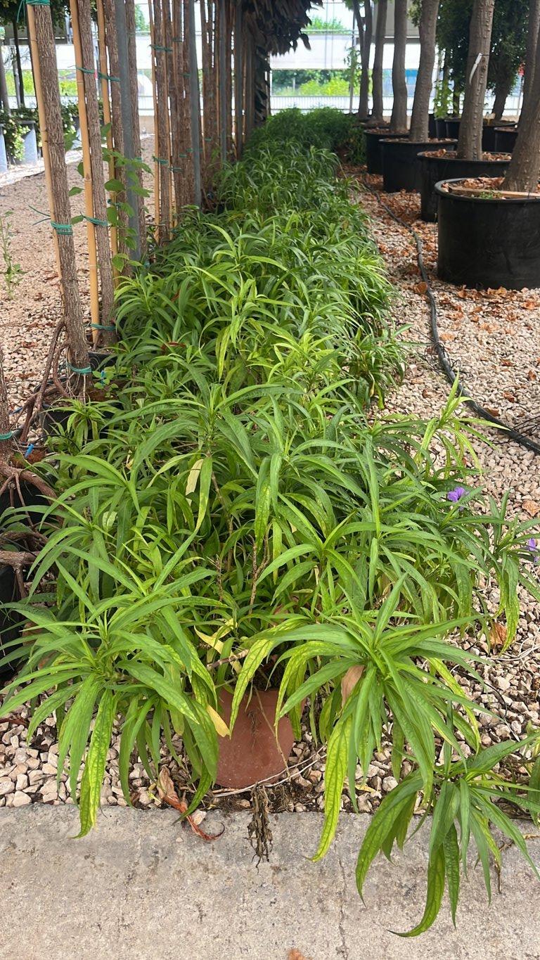 RUELLIA BRITTONIANA KATIE Petunia messicana, Ruellia blu, Ruellia mexicana