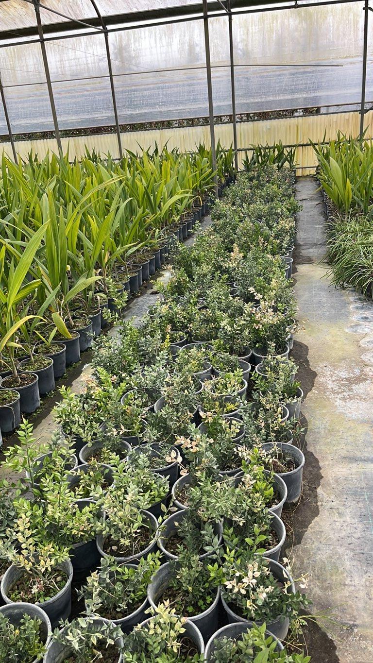 RUSCUS ACULEATUS Pungitopo