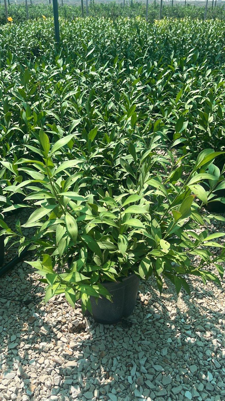 RUSCUS HYPOGLOSSUM Ruscolo maggiore