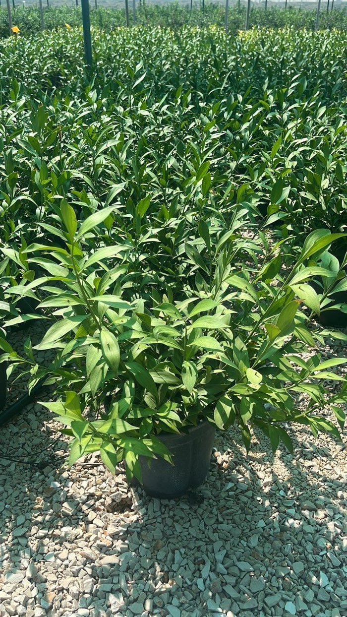 RUSCUS HYPOGLOSSUM Ruscolo maggiore