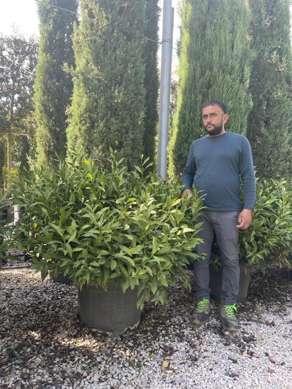RUSCUS HYPOGLOSSUM Ruscolo maggiore