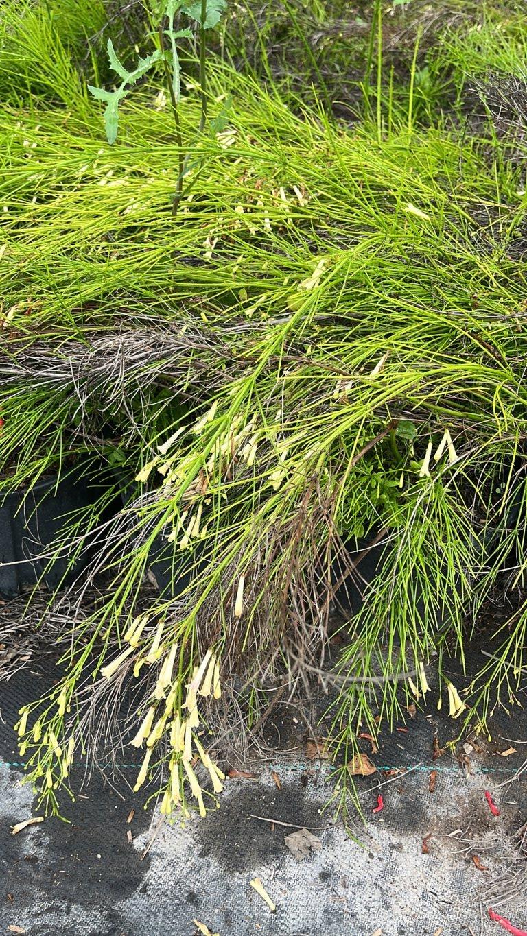 RUSSELIA JUNCEA ALBA Fontana di corallo, Pianta corallo, Russelia