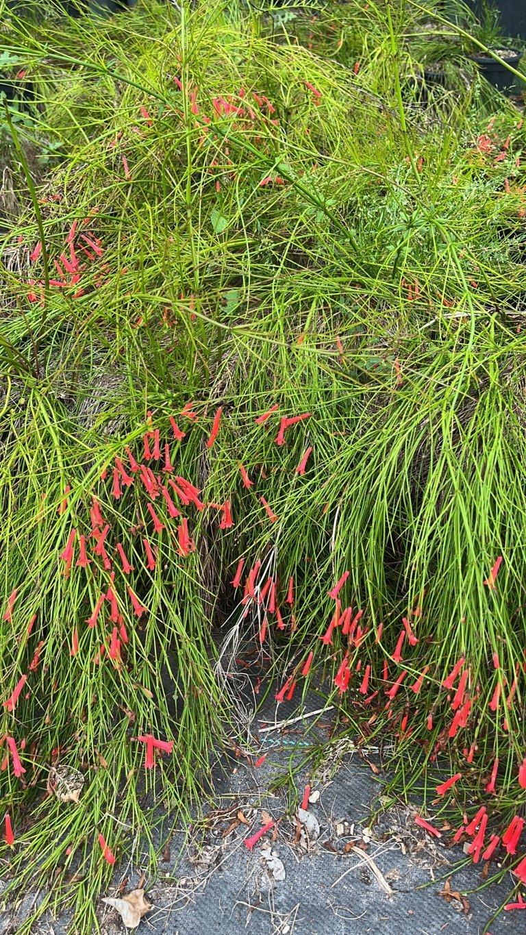 RUSSELIA JUNCEA Fontana di corallo, Pianta corallo, Russelia