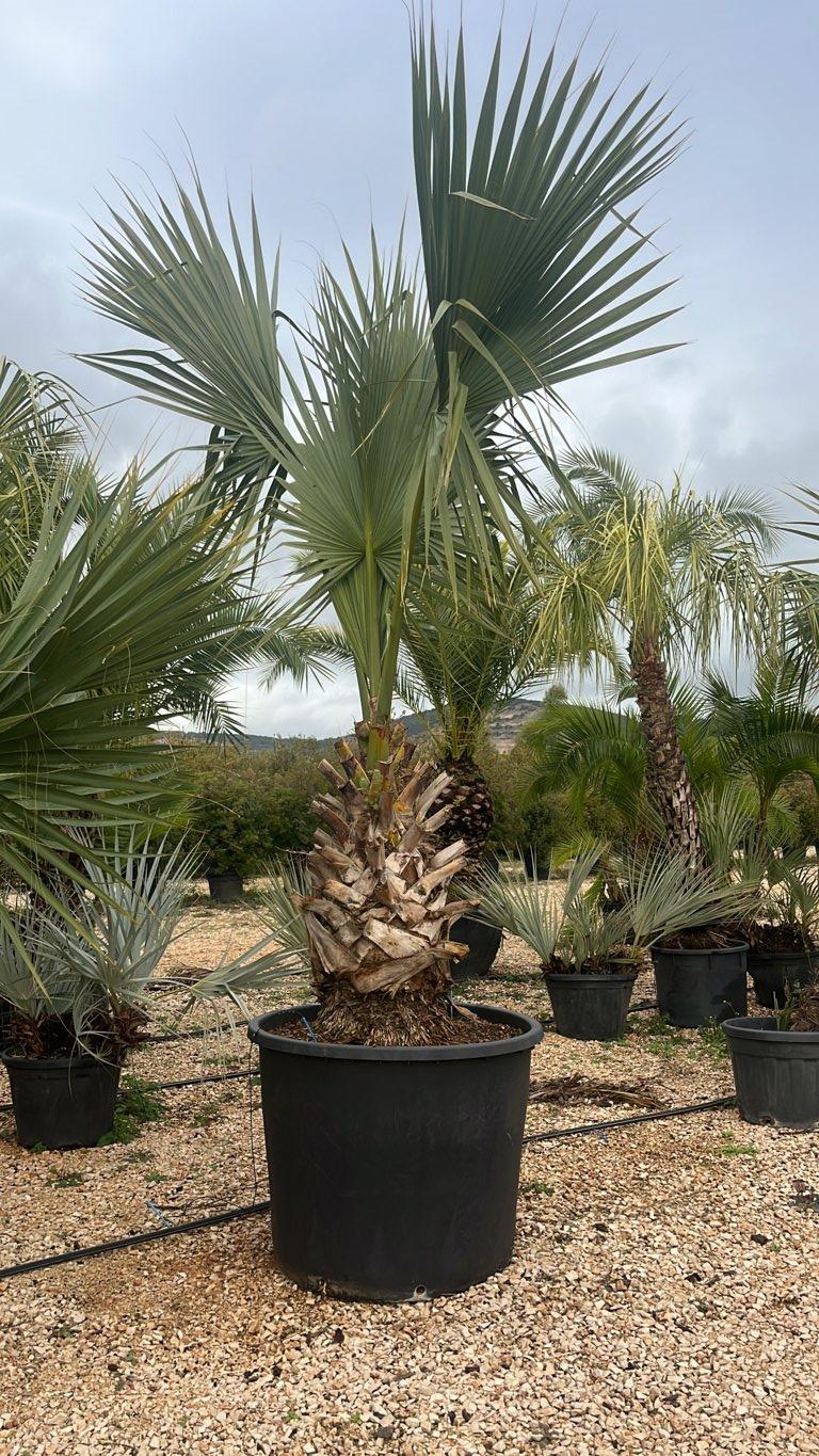 SABAL MINOR