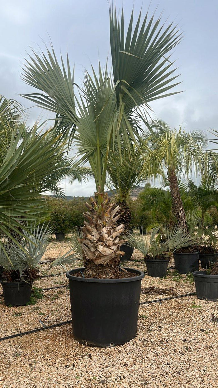 SABAL MINOR