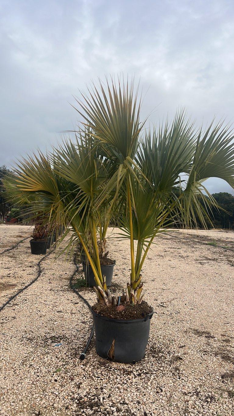 SABAL MINOR