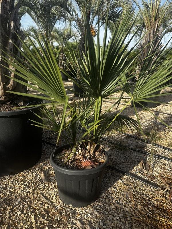 SABAL PALMETTO Palma nana, Palmetto comune