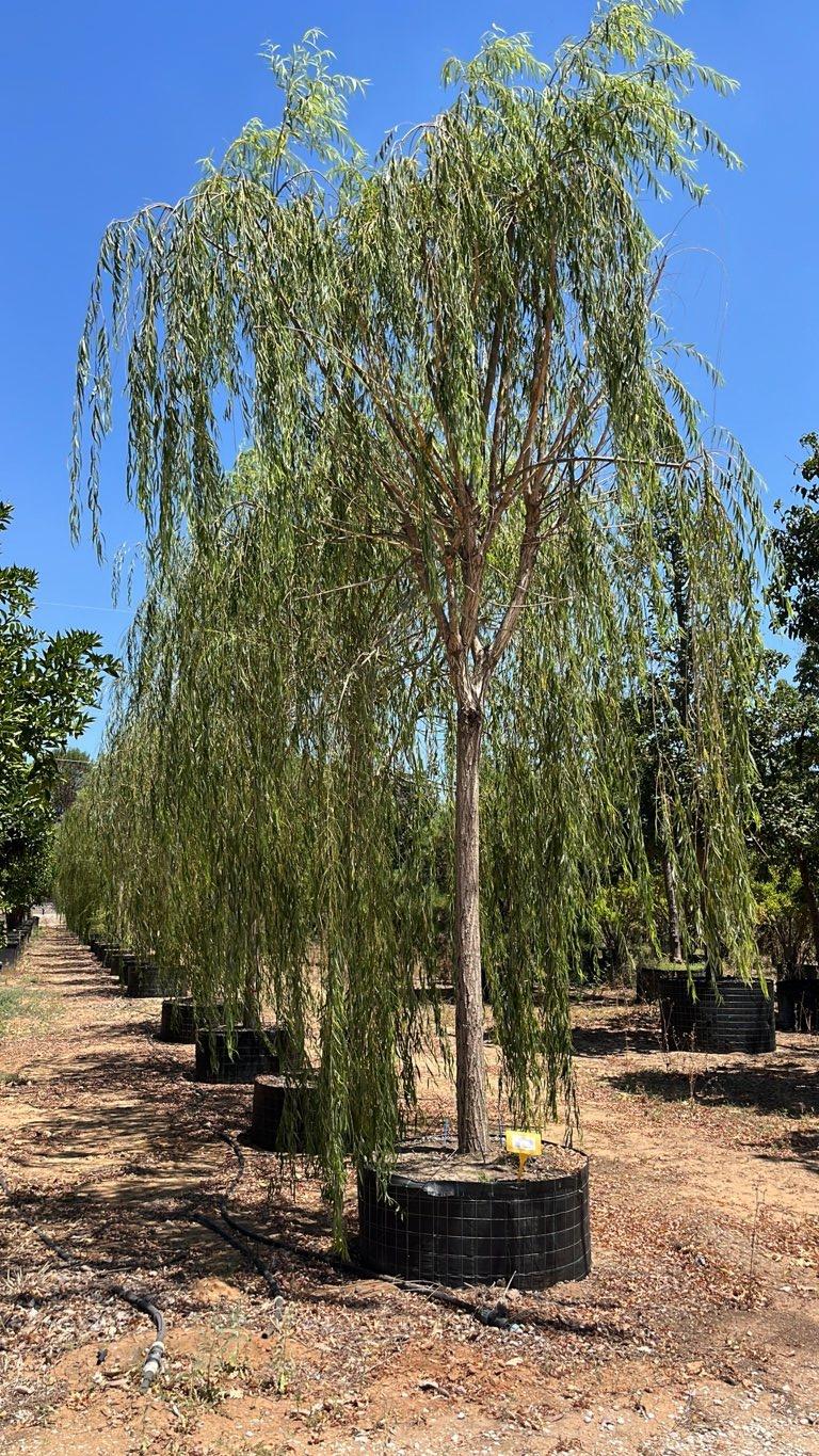 SALIX BABYLONICA Salice piangente