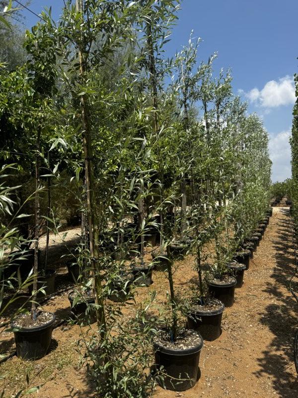 SALIX BABYLONICA Salice piangente