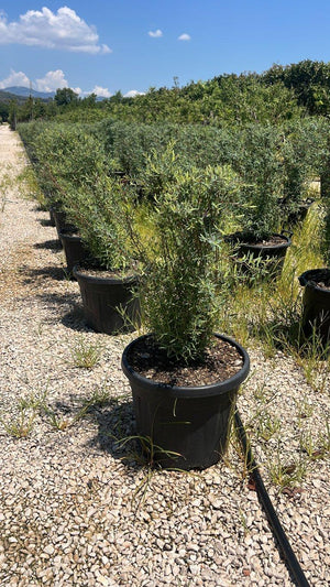 SALIX PURPUREA NANA Salice purpureo