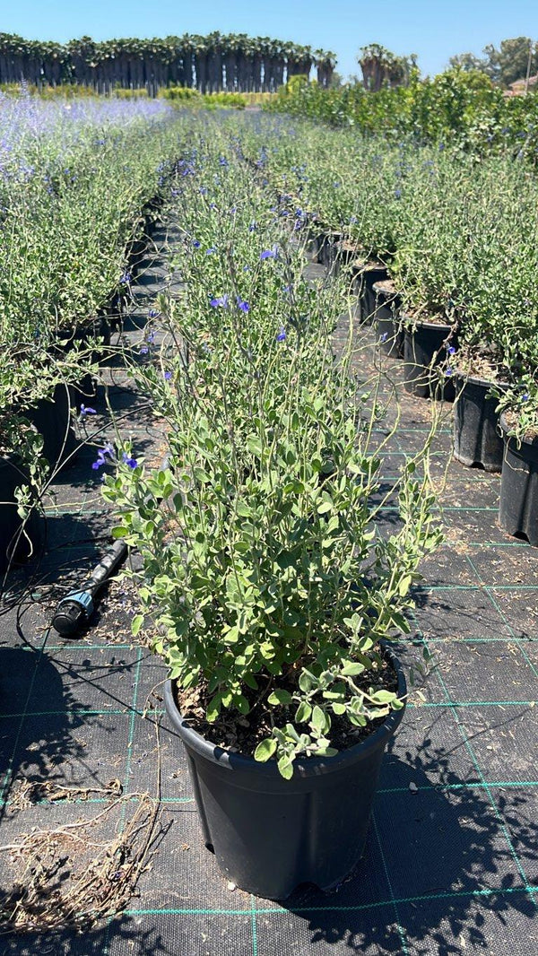 SALVIA CHAMAEDRYOIDES ISOCHROMA
