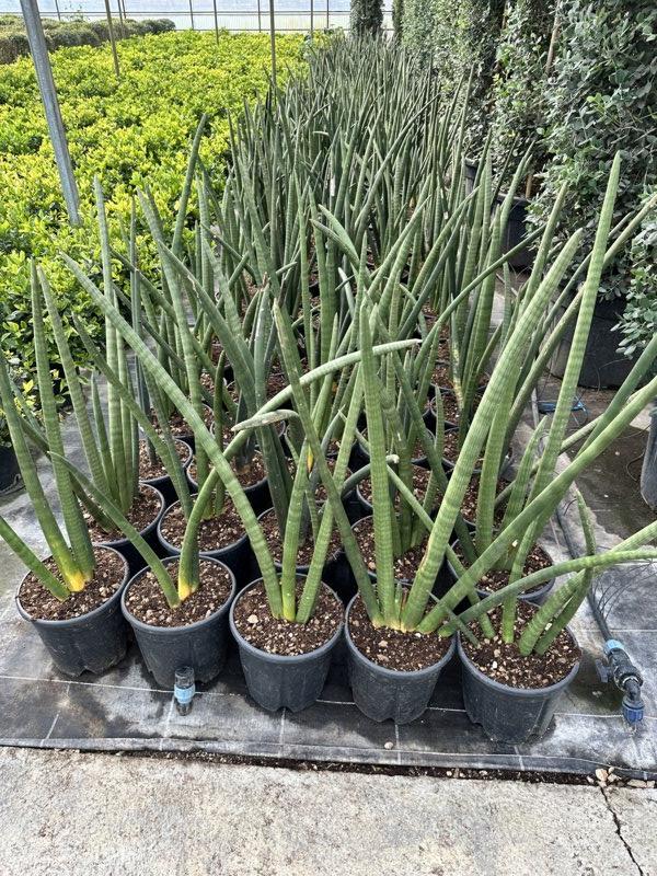 SANSEVIERIA CYLINDRICA Pianta lancia, Lancia africana,