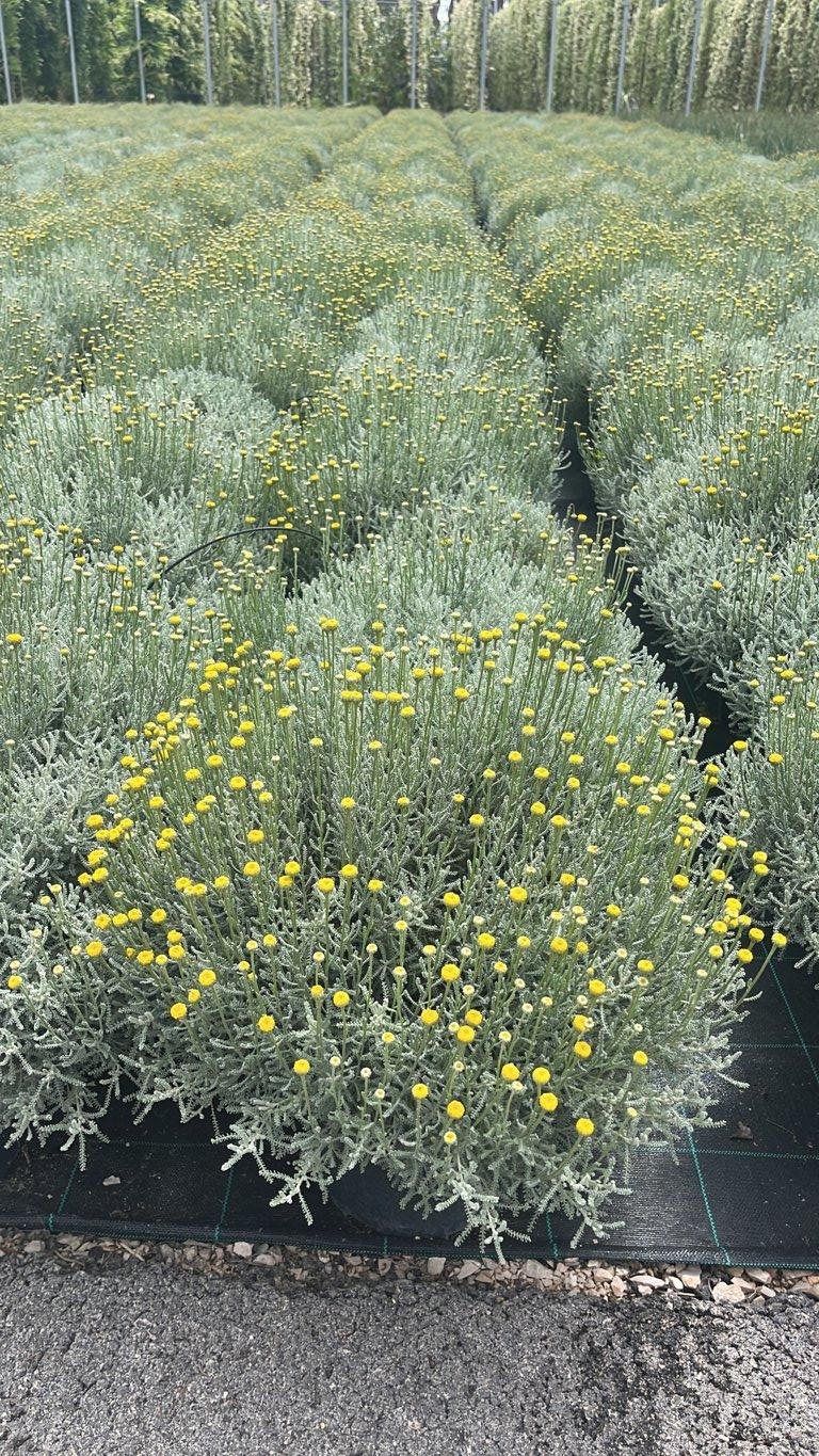 SANTOLINA CHAMAECYPARISSUS Santolina