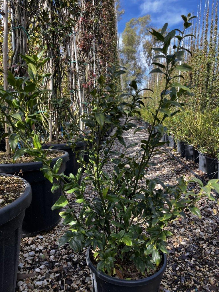 SARCOCOCCA CONFUSA Falso bosso, Bosso profumato di inverno