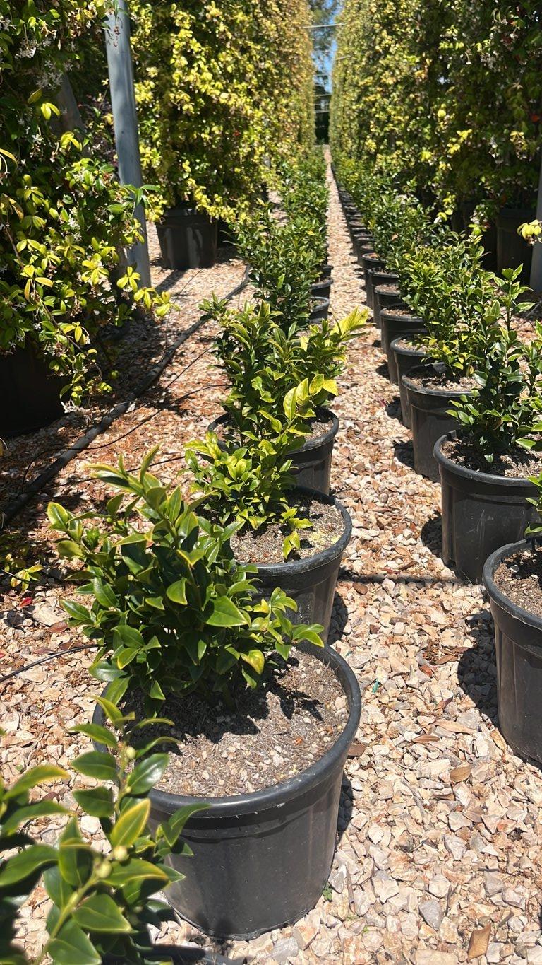 SARCOCOCCA HOOKERIANA Sarcococca, bosso di natale