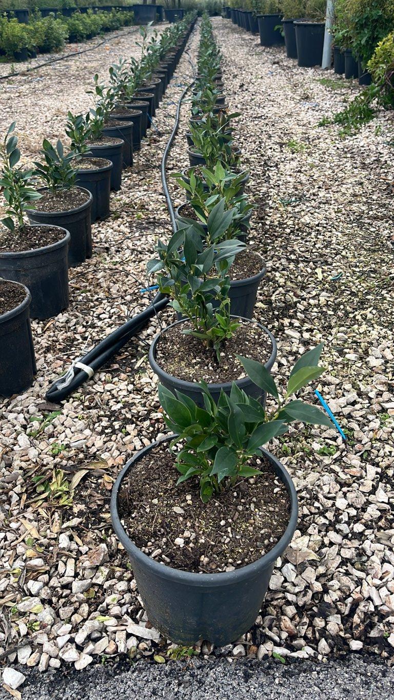 SARCOCOCCA ORIENTALIS Sarcococca