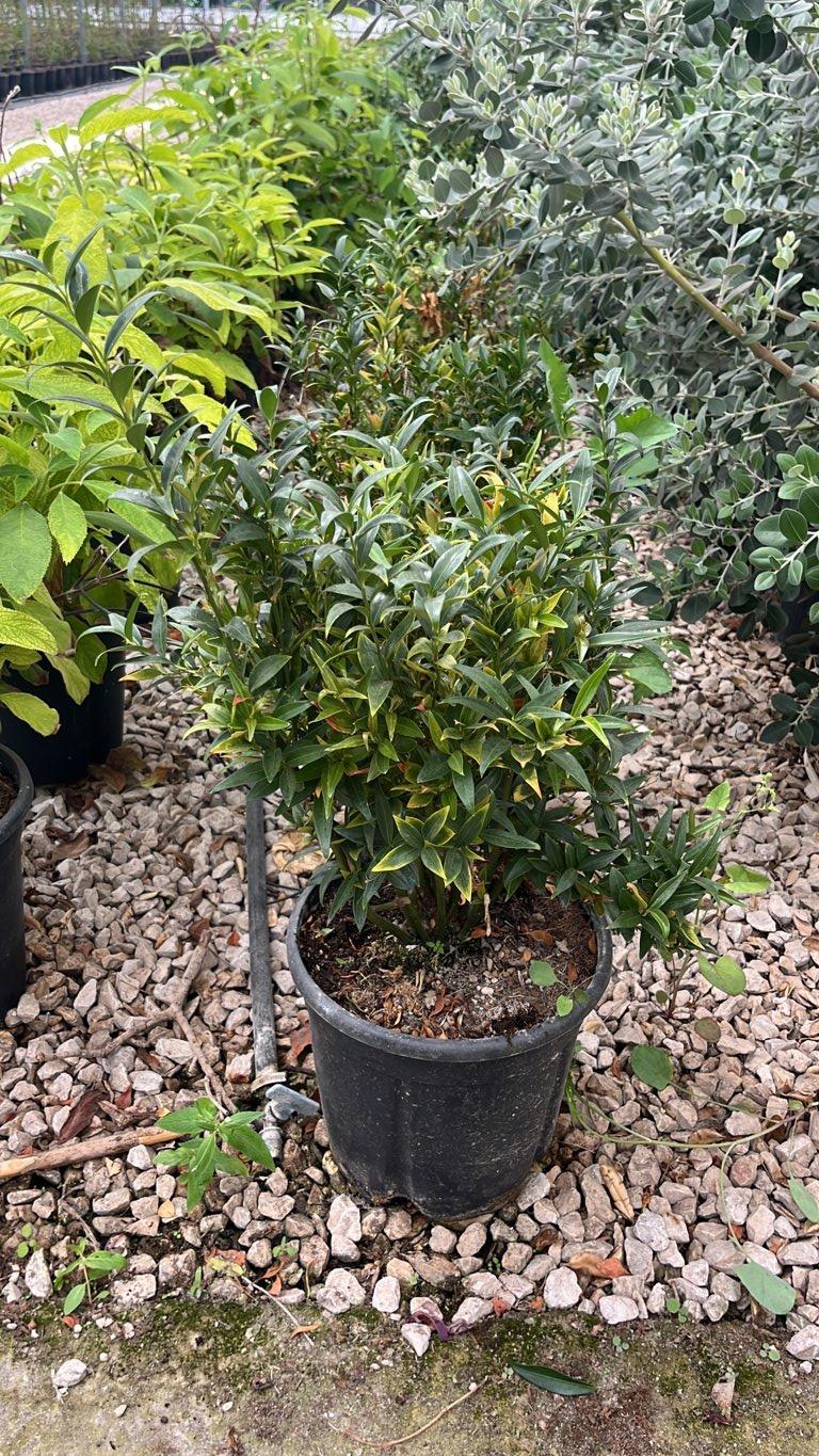 SARCOCOCCA RUSCIFOLIA DRAGON GATE Sarcofocca profumata