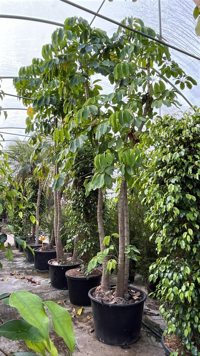 SCHEFFLERA ACTINOPHYLLA Albero ombrello australiano, Schefflera gigante