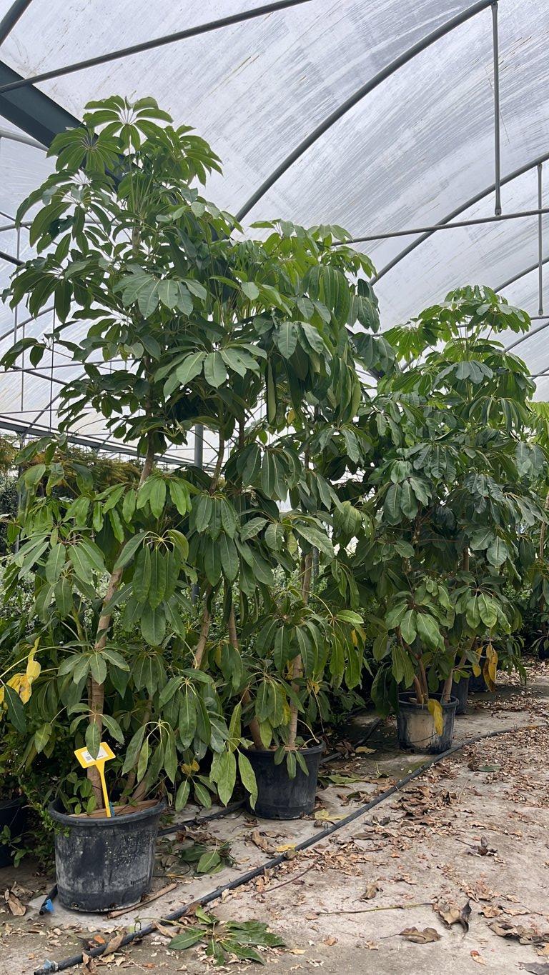 SCHEFFLERA ACTINOPHYLLA Albero ombrello australiano, Schefflera gigante