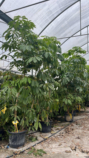 SCHEFFLERA ACTINOPHYLLA Albero ombrello australiano, Schefflera gigante