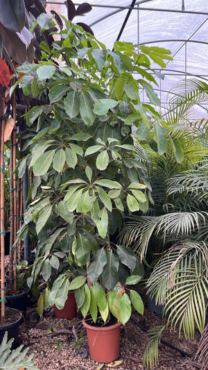 SCHEFFLERA ACTINOPHYLLA Albero ombrello australiano, Schefflera gigante