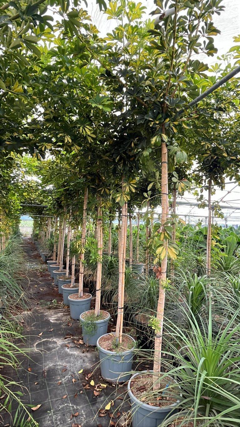 SCHEFFLERA ARBORICOLA Schefflera nana, Albero ombrello nano