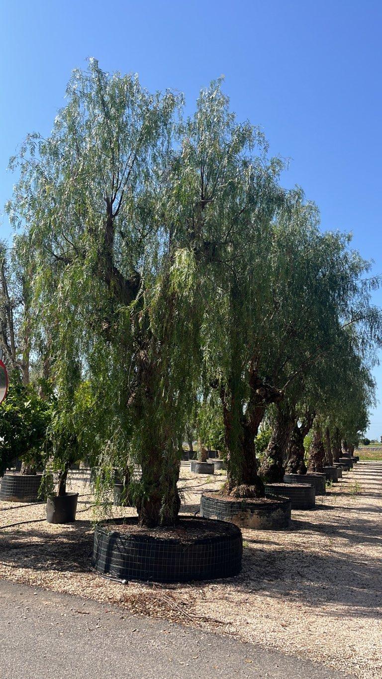 SCHINUS MOLLE Falso pepe