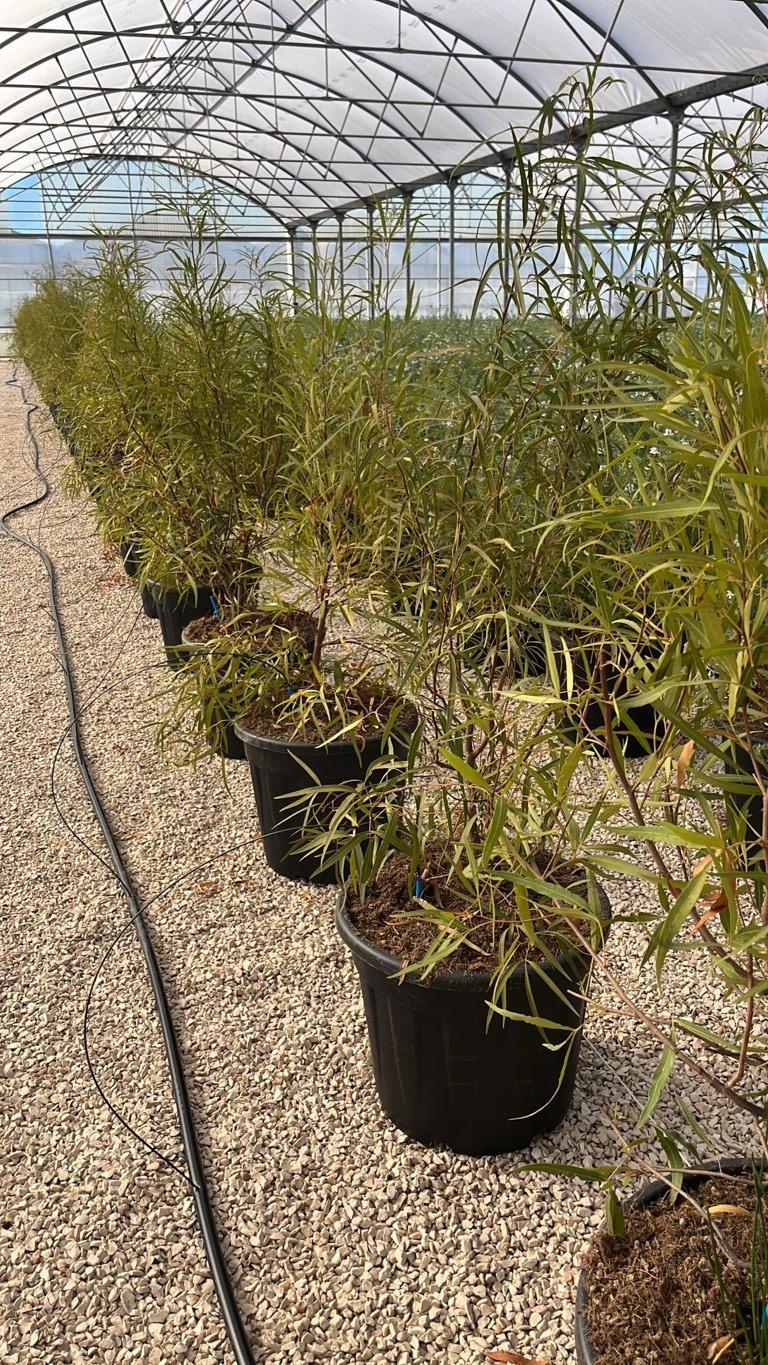 SEARSIA VIMINALIS Rhus viminalis