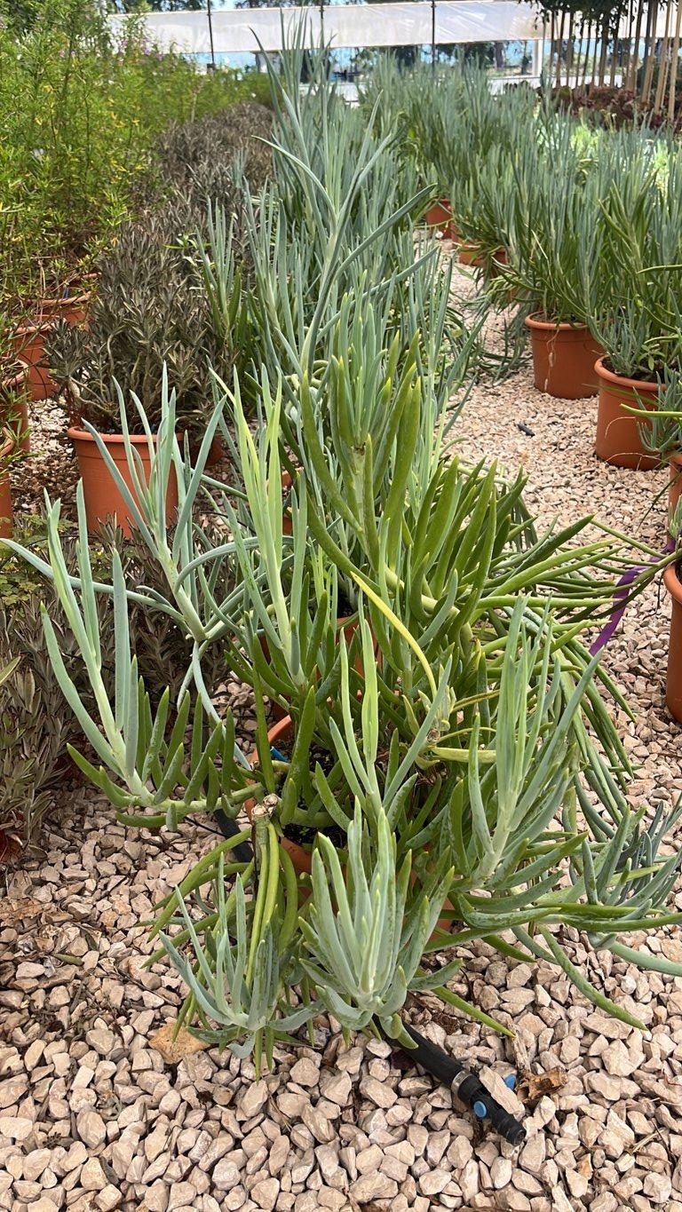 SENECIO FICOIDES Senecio blu, Gessetti blu