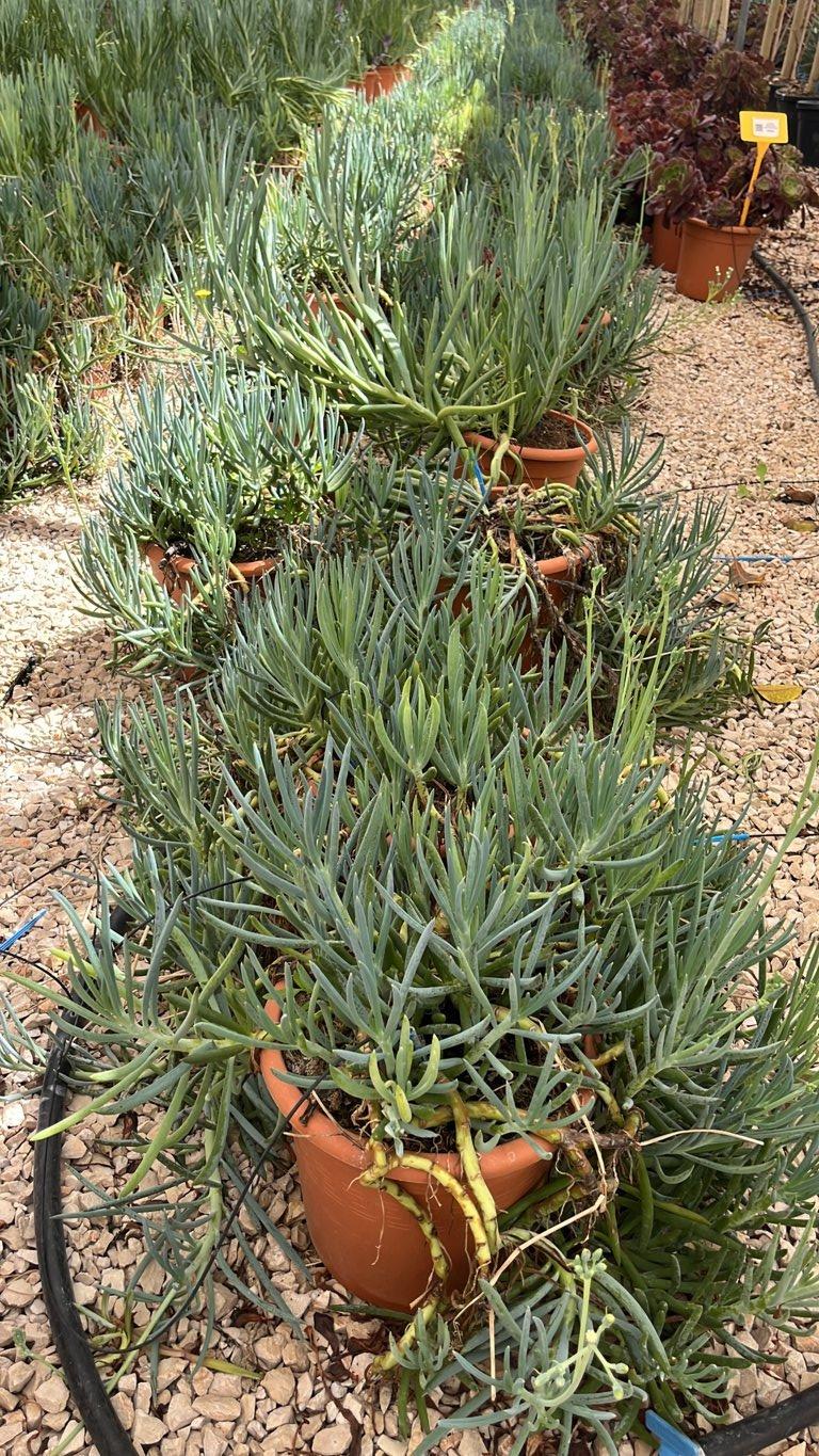SENECIO MANDRALISCAE Senecio blu, Gessetti blu, Mandraliscae