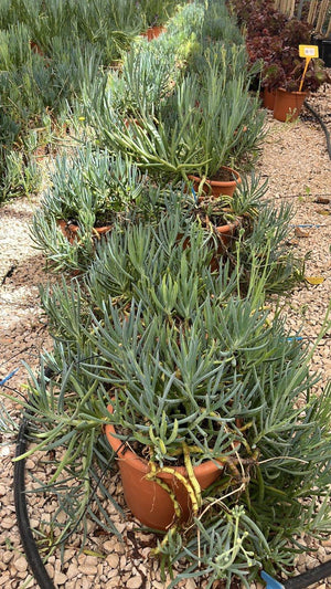 SENECIO MANDRALISCAE Senecio blu, Gessetti blu, Mandraliscae