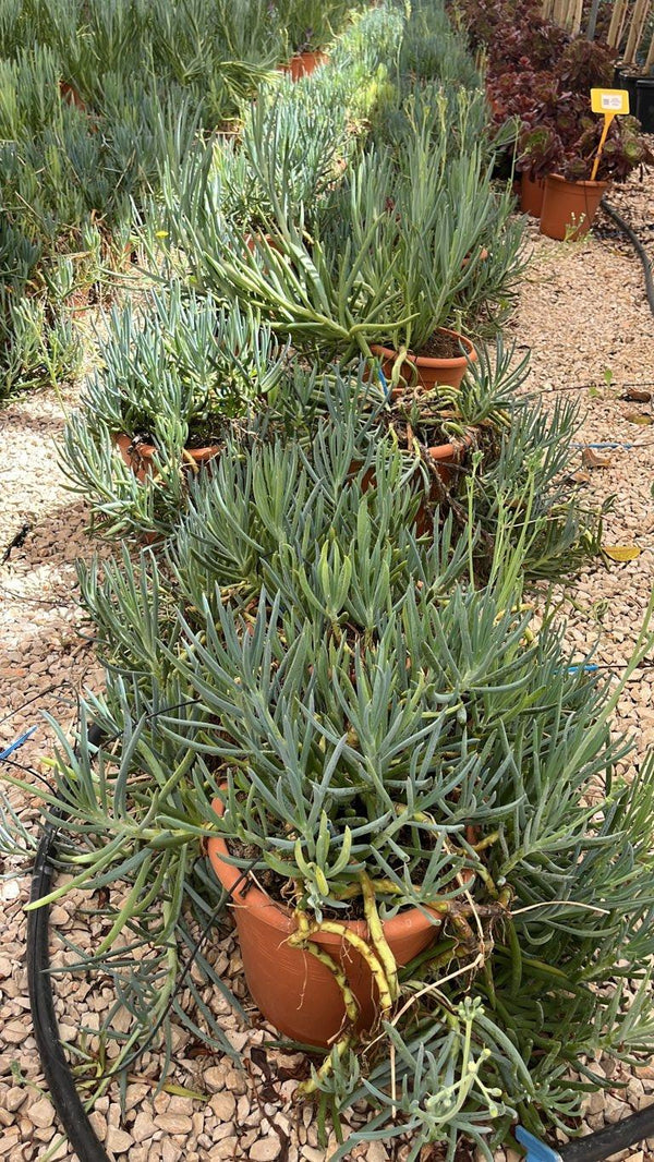SENECIO MANDRALISCAE Senecio blu, Gessetti blu, Mandraliscae