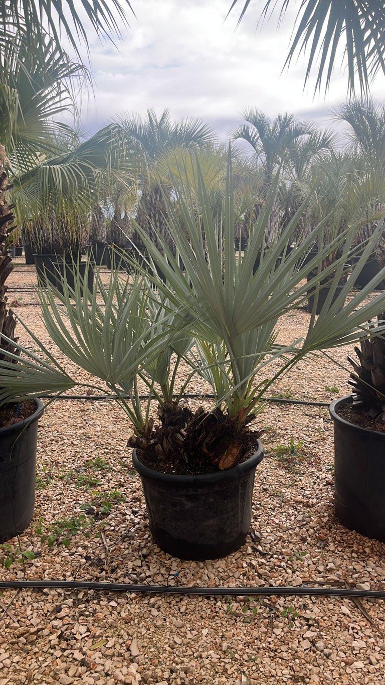 SERENOA REPENS Palma nana americana,  Sabal serrulata