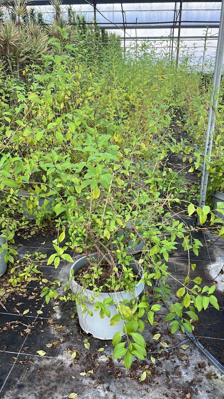 SOLANUM RANTONNETII