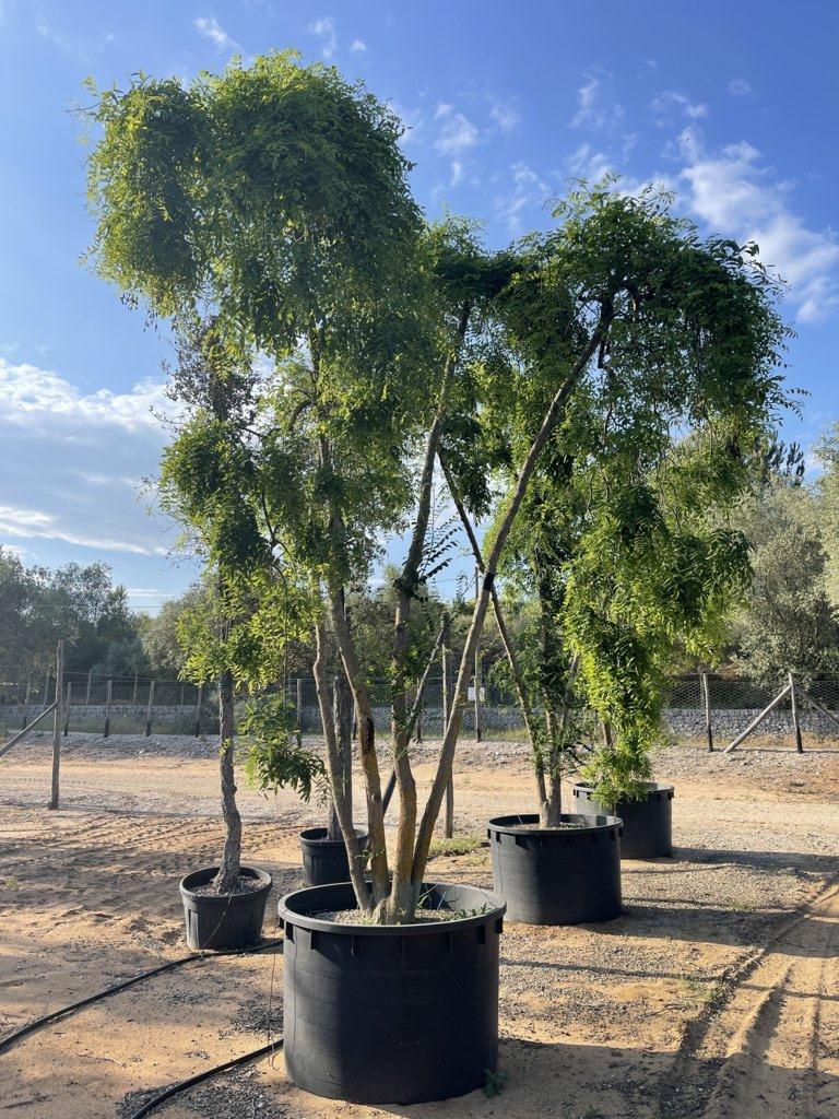SOPHORA JAPONICA PENDULA Sofora pendula