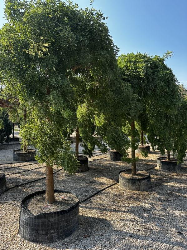 SOPHORA JAPONICA PENDULA Sofora pendula