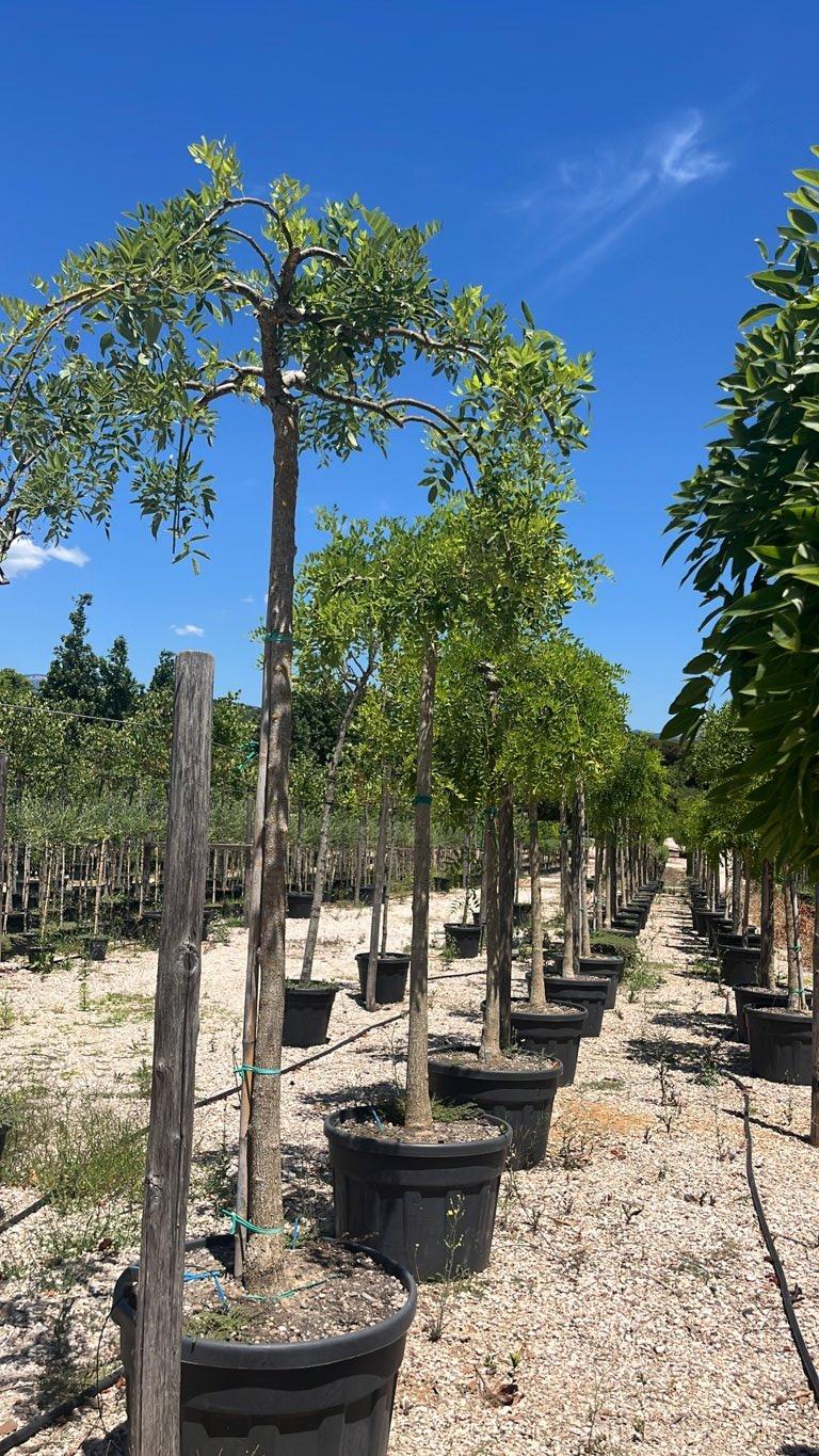 SOPHORA JAPONICA PENDULA Sofora pendula
