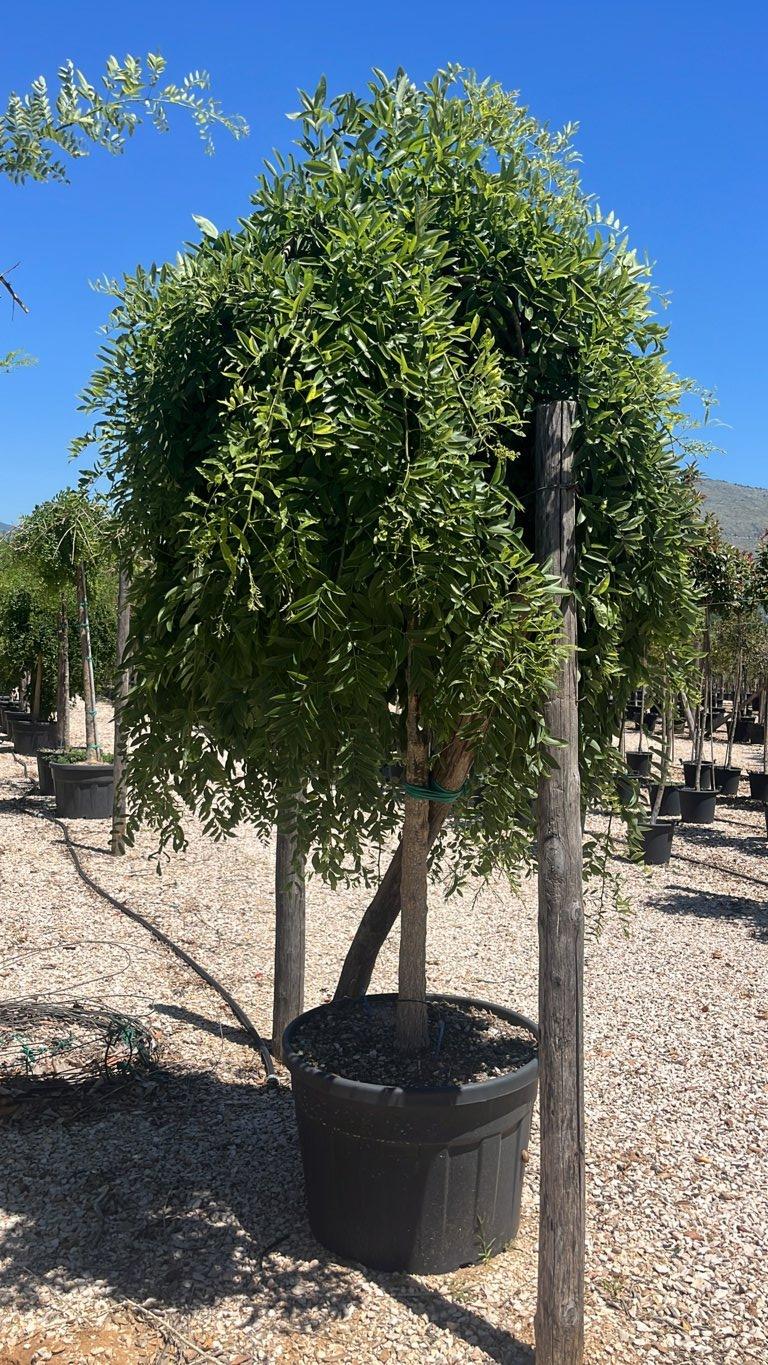 SOPHORA JAPONICA PENDULA Sofora pendula
