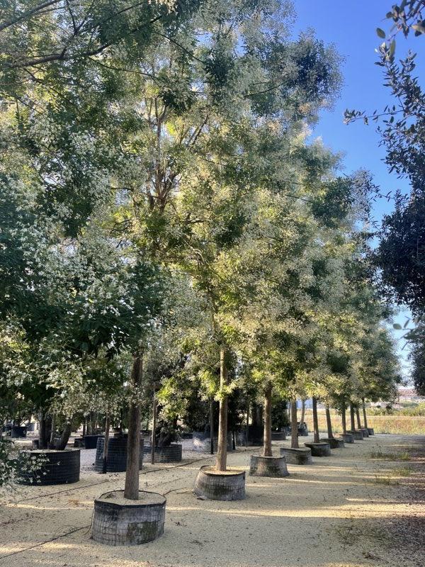SOPHORA JAPONICA Sofora pendula
